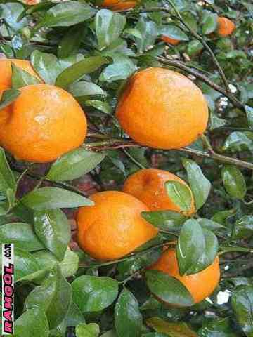 فروش نهال درخت میوه نارنگی انشو